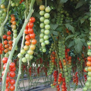 Russia drops Turkish tomato imports for Israeli ones