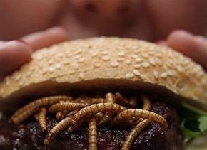 EU puts bugs on the menu…Will real food to be reserved for the elites?  You can bet on it.