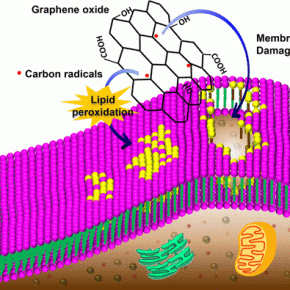 Wonder-material graphene could be dangerous to humans and the environment ***GRAPHENE OXIDE***
